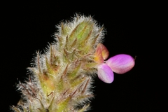 Dalea dorycnioides