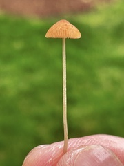 Conocybe smithii