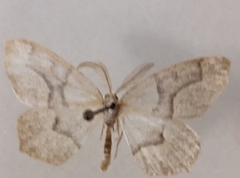 Lambdina fiscellaria