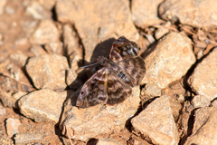 Ebrietas anacreon