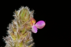 Dalea dorycnioides