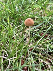 Conocybe smithii