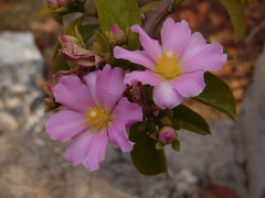 Pereskia grandifolia