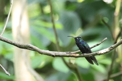 Campylopterus hemileucurus