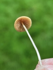 Conocybe smithii