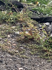 Persicaria pensylvanica