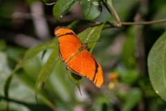 Dryas iulia