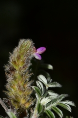 Dalea dorycnioides
