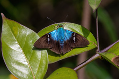 Astraptes fulgerator