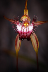 Caladenia heberleana