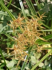 Cyperus esculentus leptostachyus