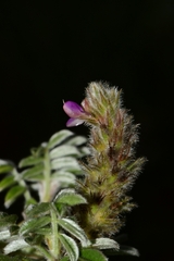 Dalea dorycnioides