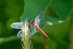 Sympetrum rubicundulum