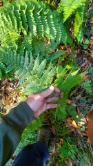 Dryopteris arguta