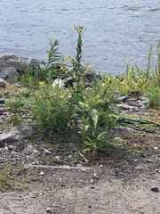 Oenothera parviflora