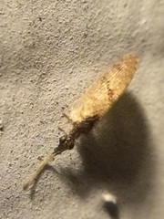 Sympherobius barberi