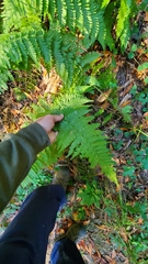 Dryopteris arguta