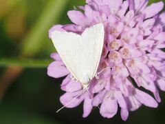 Udea rhododendronalis