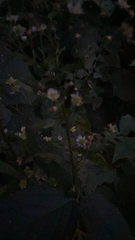 Polymnia canadensis