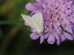 Udea rhododendronalis