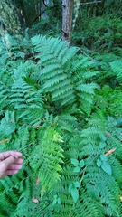 Dryopteris arguta