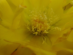 Opuntia engelmannii