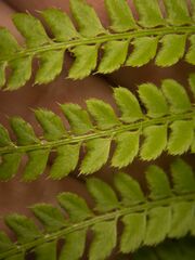 Polystichum setiferum