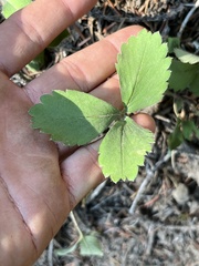 Fragaria virginiana