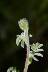 Dalea dorycnioides