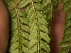 Polystichum setiferum