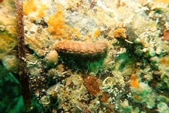 Cryptoplax striata