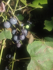 Vitis