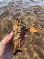 Homarus americanus