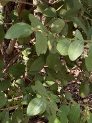 Magnoliopsida