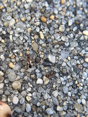 Cardiocondyla mauritanica