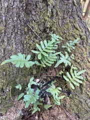 Polypodium scouleri