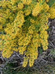 Solidago speciosa