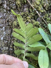 Polypodium scouleri