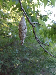 Thyridopteryx ephemeraeformis