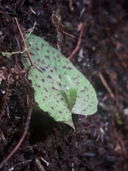 Corybas acuminatus