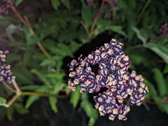 Sambucus racemosa melanocarpa