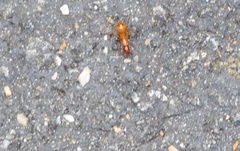 Camponotus castaneus