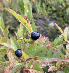 Vaccinium membranaceum
