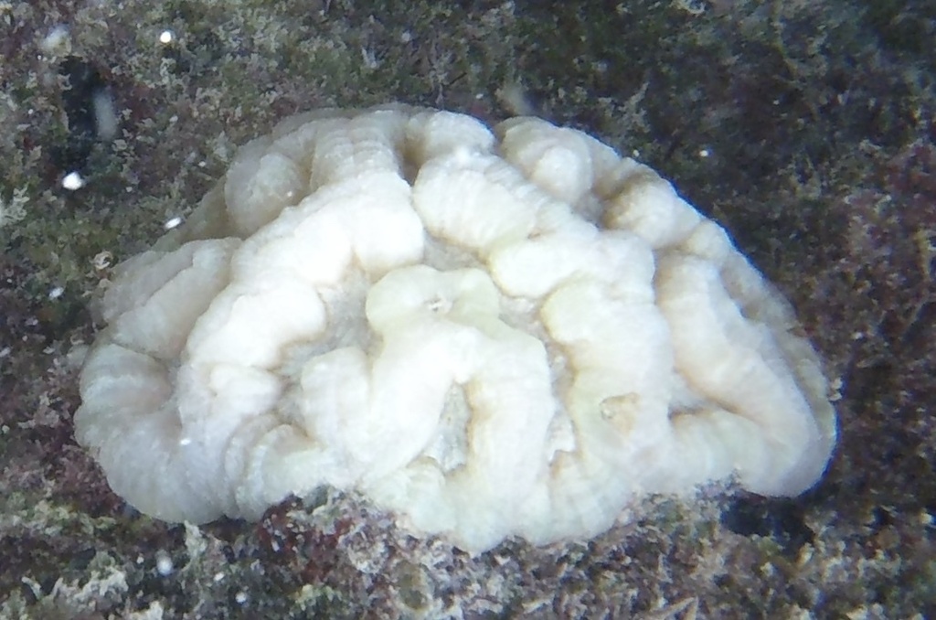 Sinuous Cactus Coral
