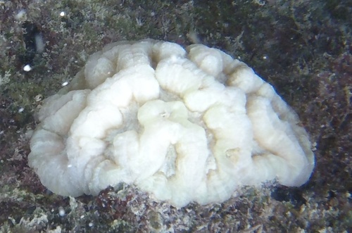 Sinuous Cactus Coral