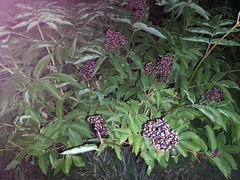 Sambucus racemosa melanocarpa