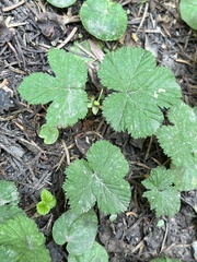Rubus lasiococcus