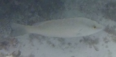 Lutjanus griseus