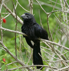 Crotophaga sulcirostris