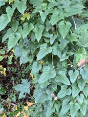 Dioscorea polystachya